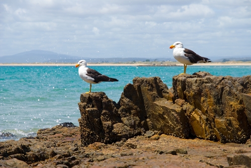 Seagulls gazing out to sea at the beach only a short walk from The Macleay