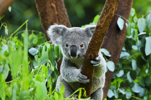 Get to know Australia's favourite tree-huggers at Taronga Zoo.