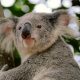 Koala bears in nature around The Macleay Hotel area in Sydney