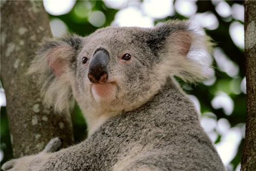 Koala bears in nature around The Macleay Hotel area in Sydney