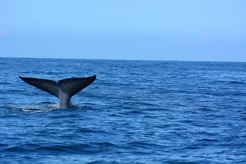 Whale Watching near The Macleay Hotel in Sydney