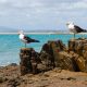 Seagulls gazing out to sea at the beach only a short walk from The Macleay