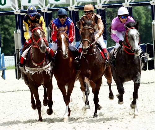 Racing Horses from Sydney's Racing event near The Macleay