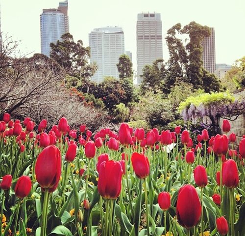 How will you spend Spring in Sydney?