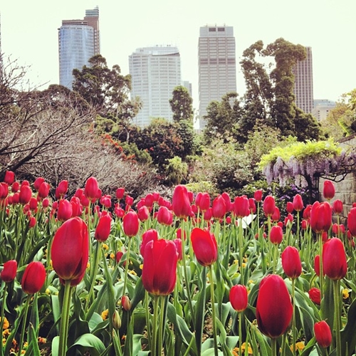 How will you spend Spring in Sydney?