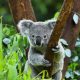 Get to know Australia's favourite tree-huggers at Taronga Zoo.